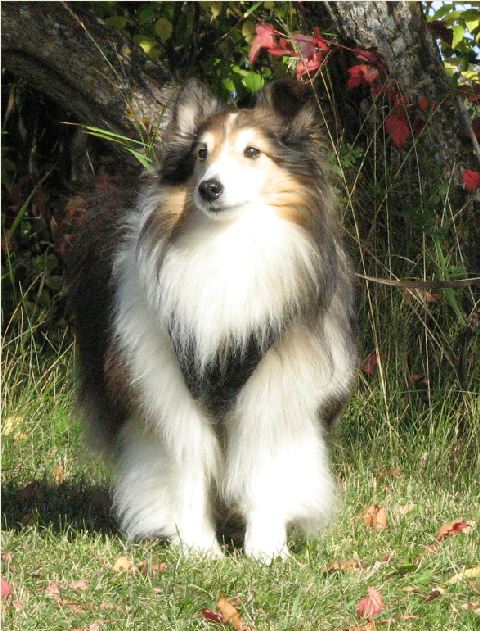 Mini sheltie sale rescue